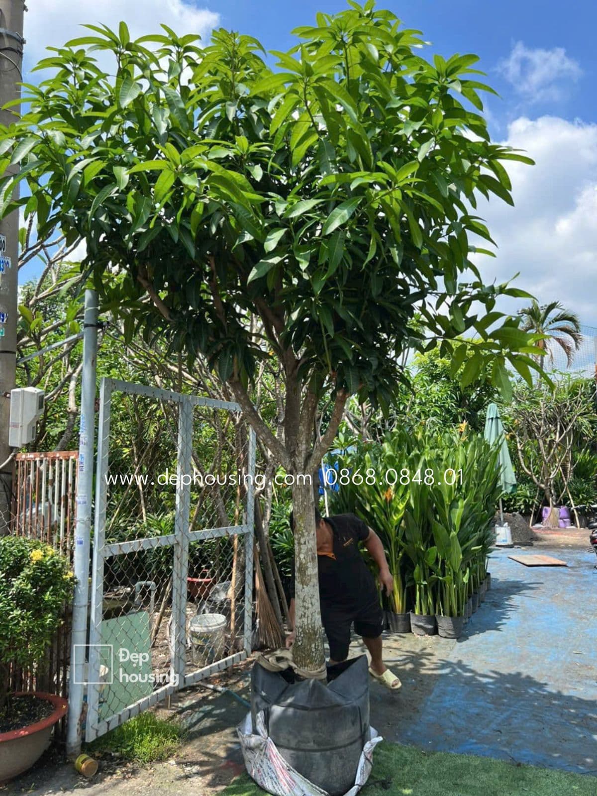 Cây xoài tạo bóng mát