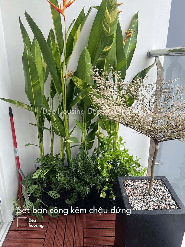 Set mix thiên điểu kèm bàng cẩm thạch