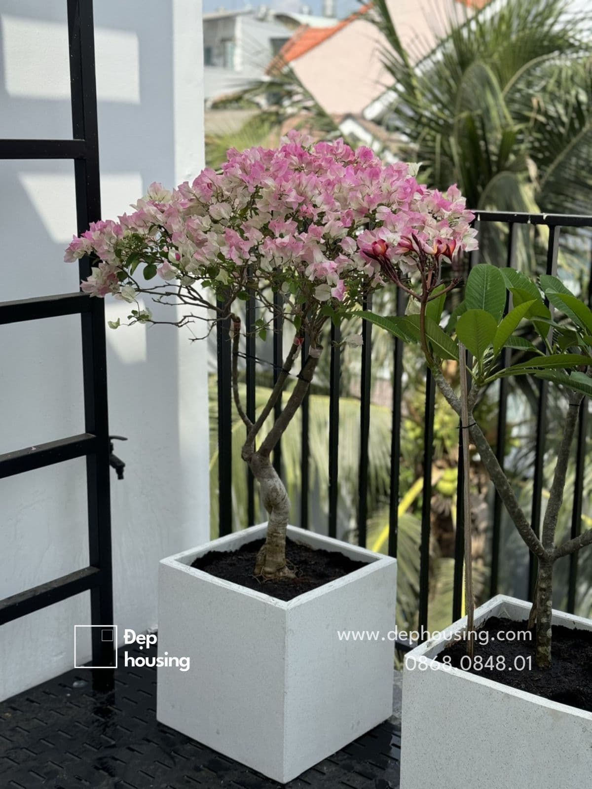 Bông giấy hồng đào sakura ưa nắng