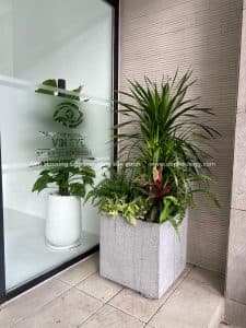 Trầu bà Monstera size Đại