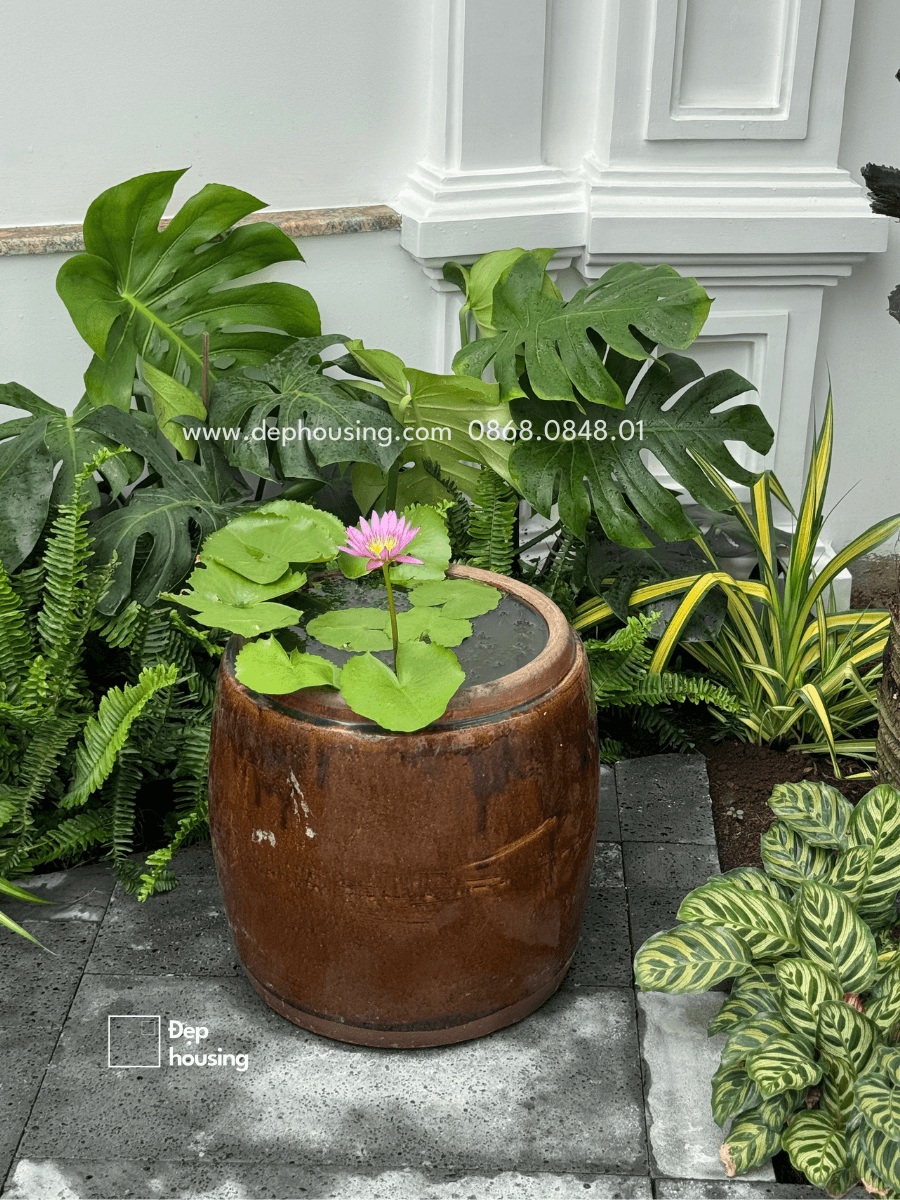 Lu trồng bông súng màu hồng - trồng sân vườn nhiều nắng