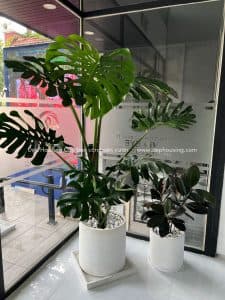 Monstera size lớn và Đa Búp Đỏ