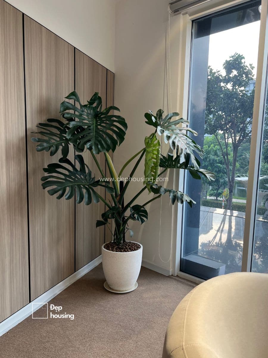 Trầu bà lá xẻ Monstera size Đại