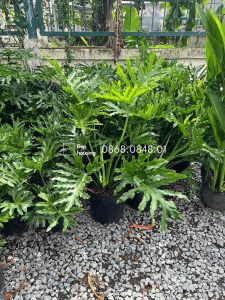 Set cây thanh xuân phối cây bàng singapore chậu đá mài