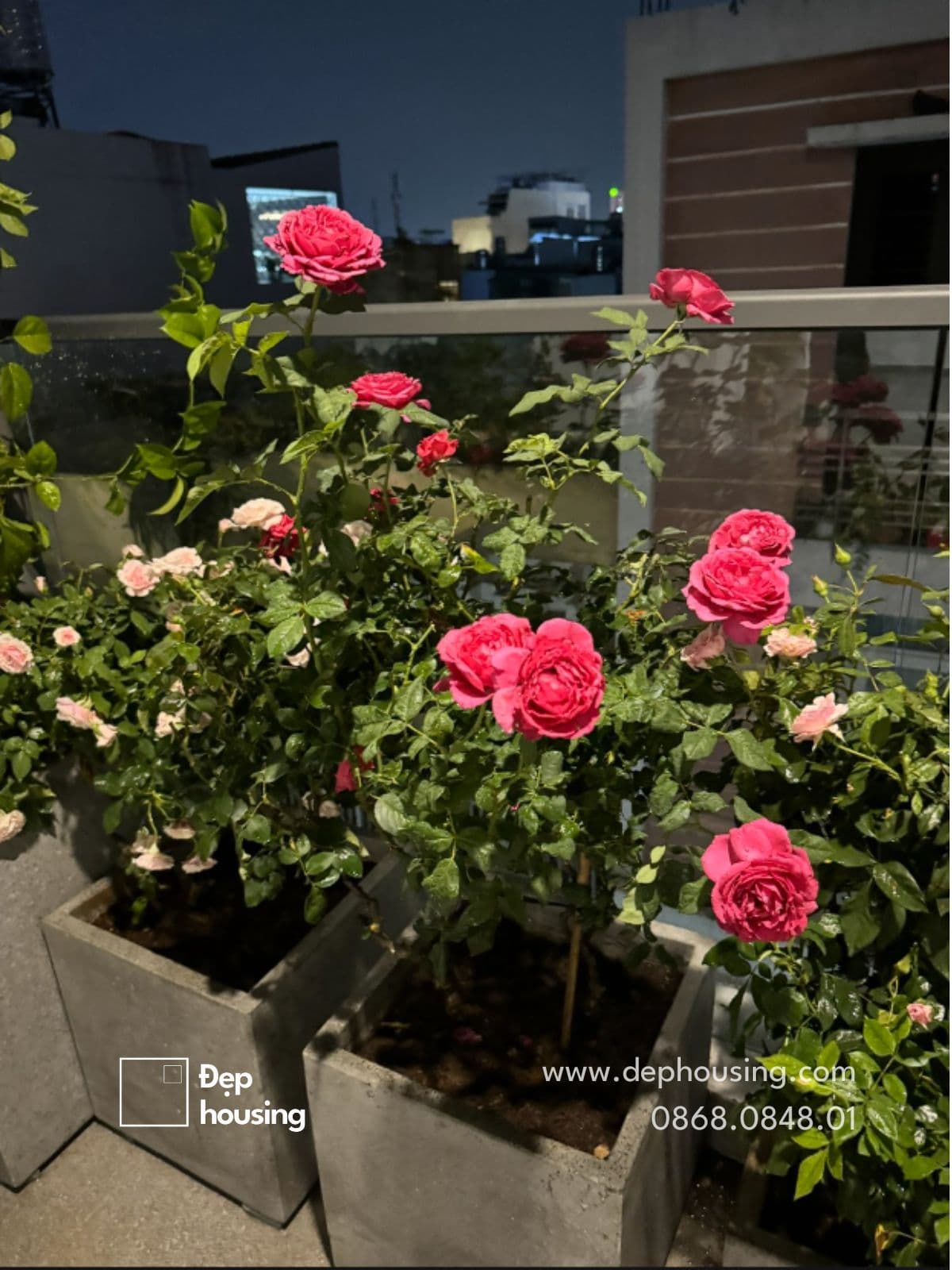 Bông Hồng nên trồng ban công nhiều nắng
