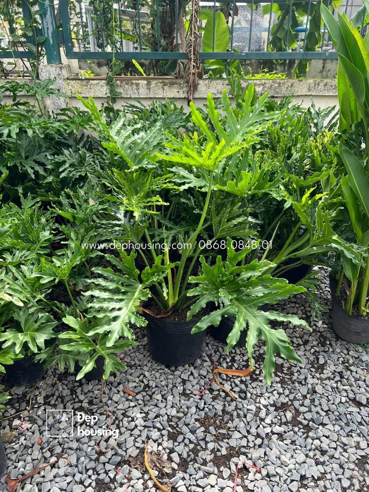 Trầu bà Thanh xuân