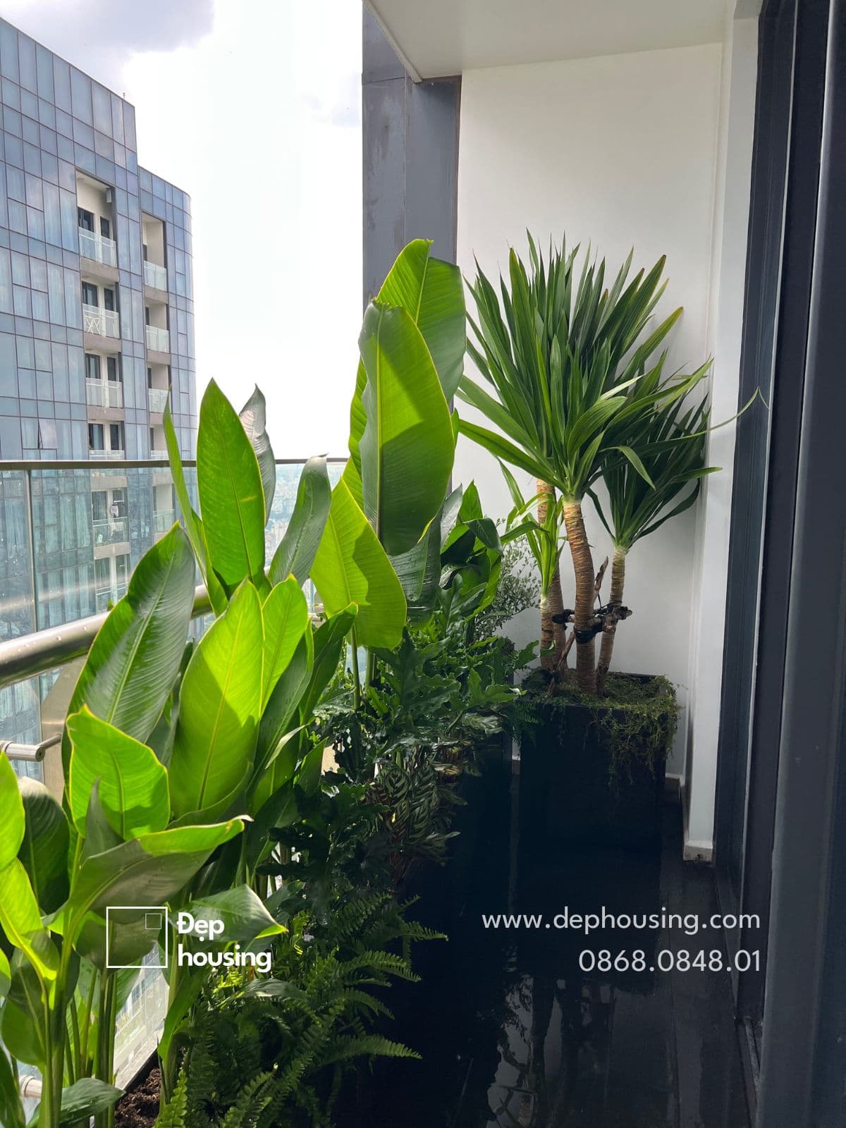 Phát tài núi và chuối kiểng là những cây ban công chịu nắng tốt