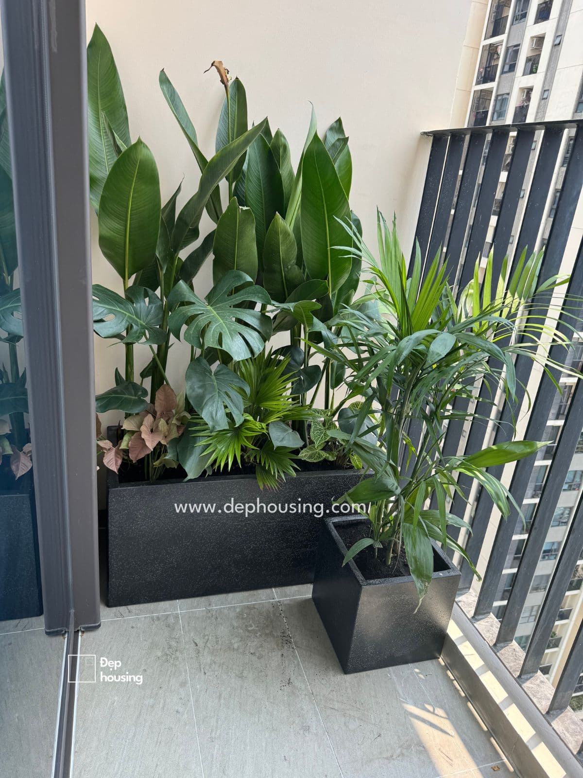 Cây ban công nắng nhẹ