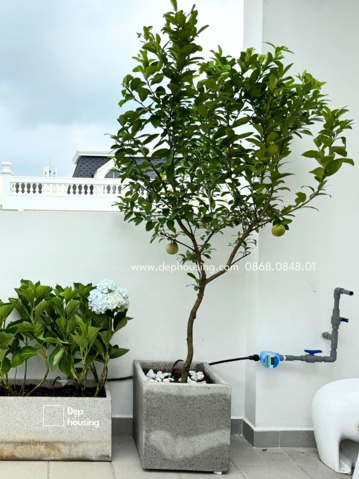 Cây chanh trồng ban công