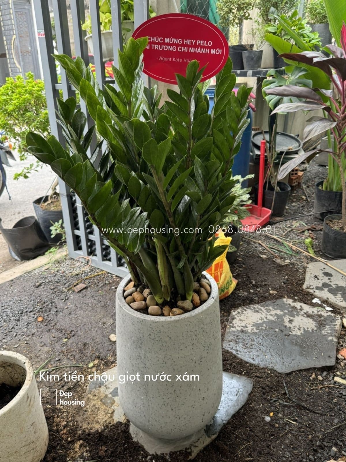 Cây Kim Tiền Trồng Trong Nhà