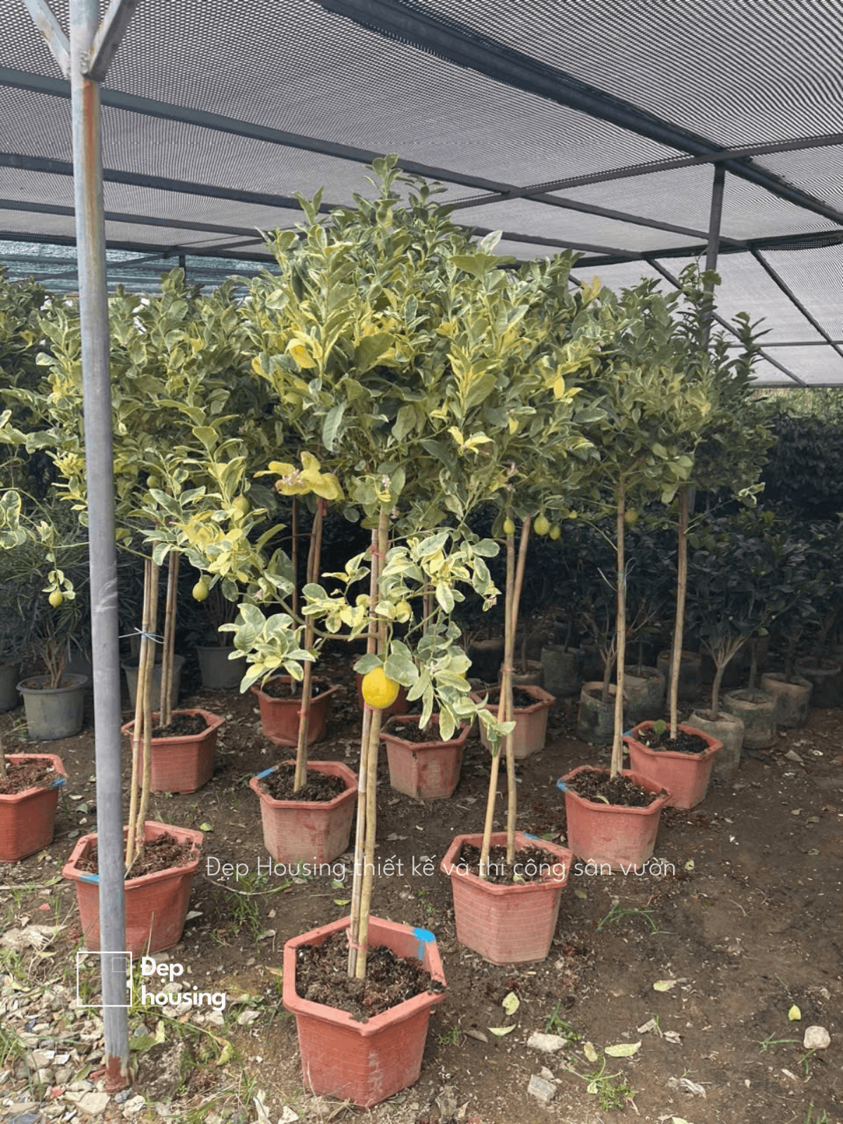 Cây chanh vàng lá cẩm thạch