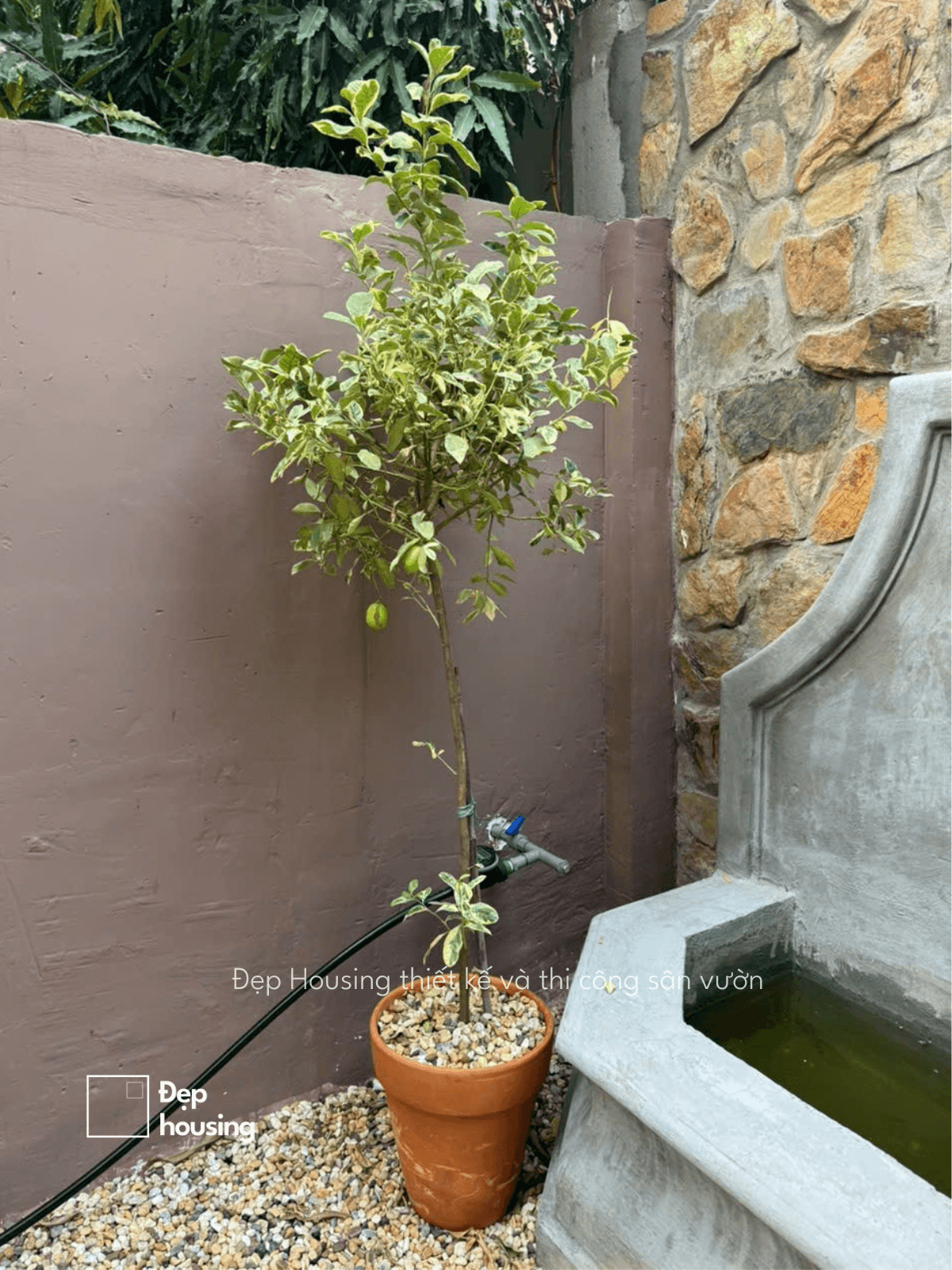 Cây chanh vàng phong cách châu Âu