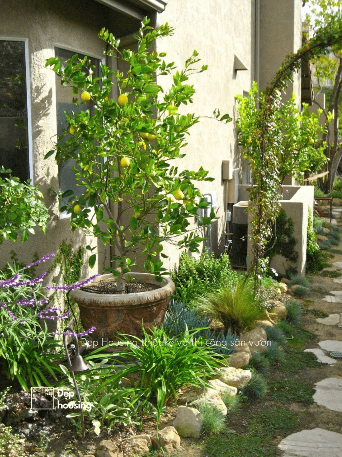 Chanh vàng chanh Mỹ