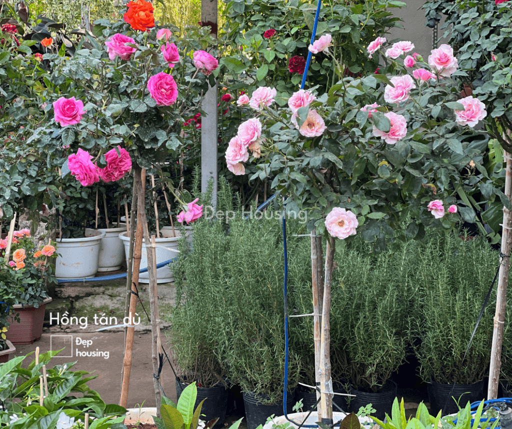 Hoa hồng tree rose trồng ban công sân vườn