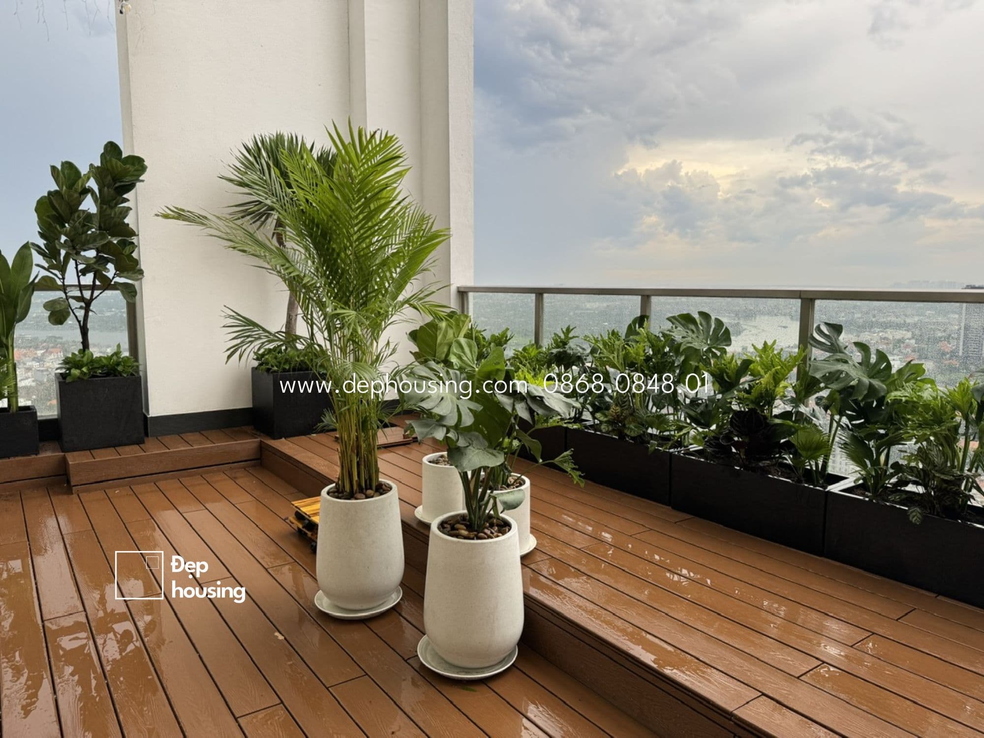 Cây cau vàng chậu đá mài