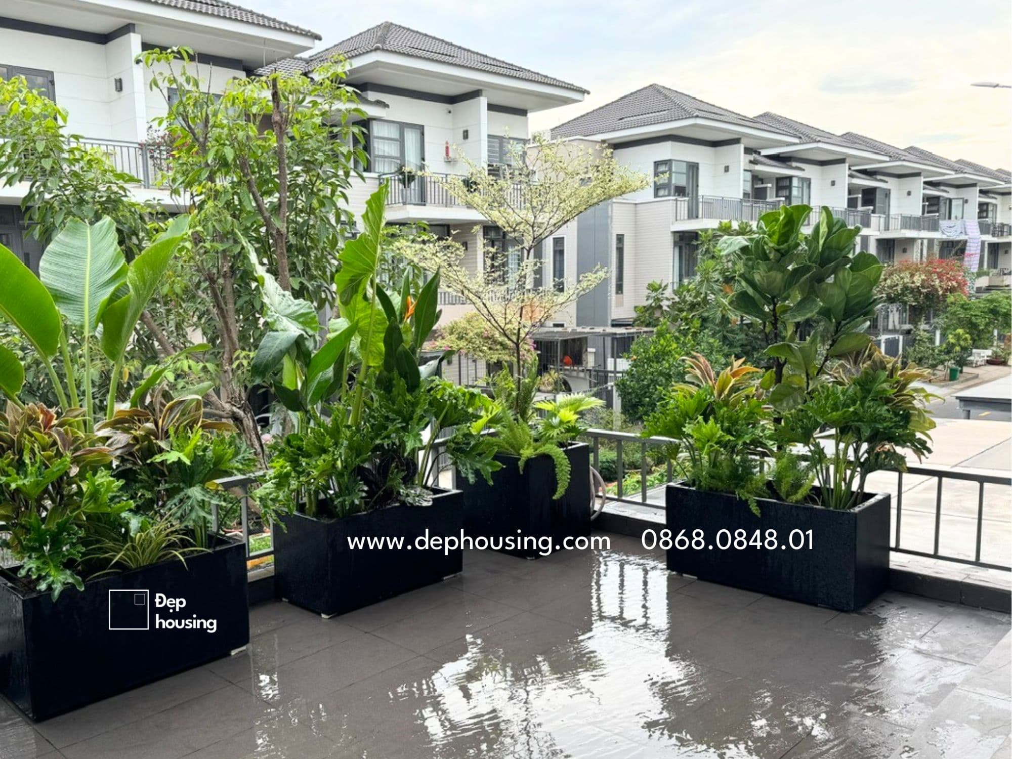 Bàng cẩm thạch nhiều tầng tán