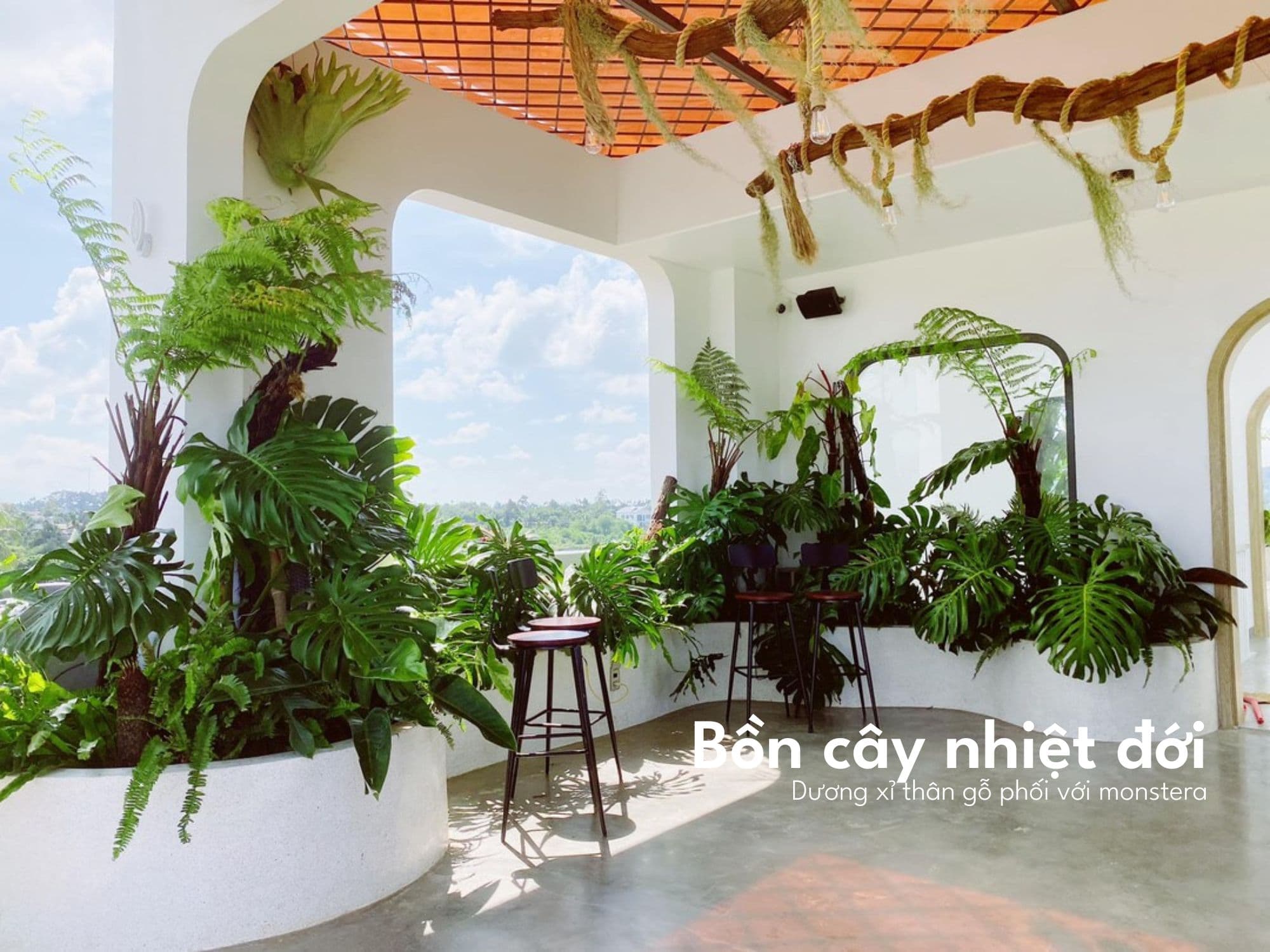 Bồn cây nhiệt đới dương xỉ cổ đại và monstera