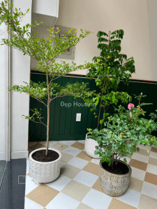 Bàng Đài Loan chậu đá mài trồng ban công