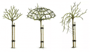 Hình dáng thân của hoa hồng tree rose