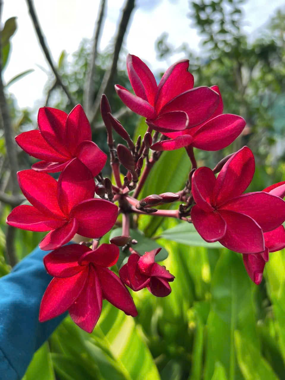 Bông sứ màu đỏ tượng trưng cho sự giàu sang phú quý