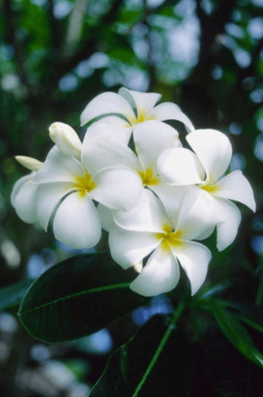 Bông sứ trắng tượng trưng cho sự thanh khiết an lành