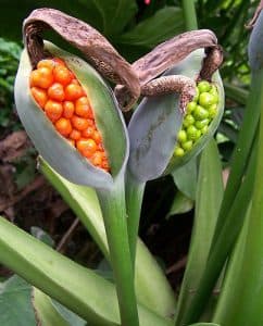 Ráy voi lớn cao 2 mét