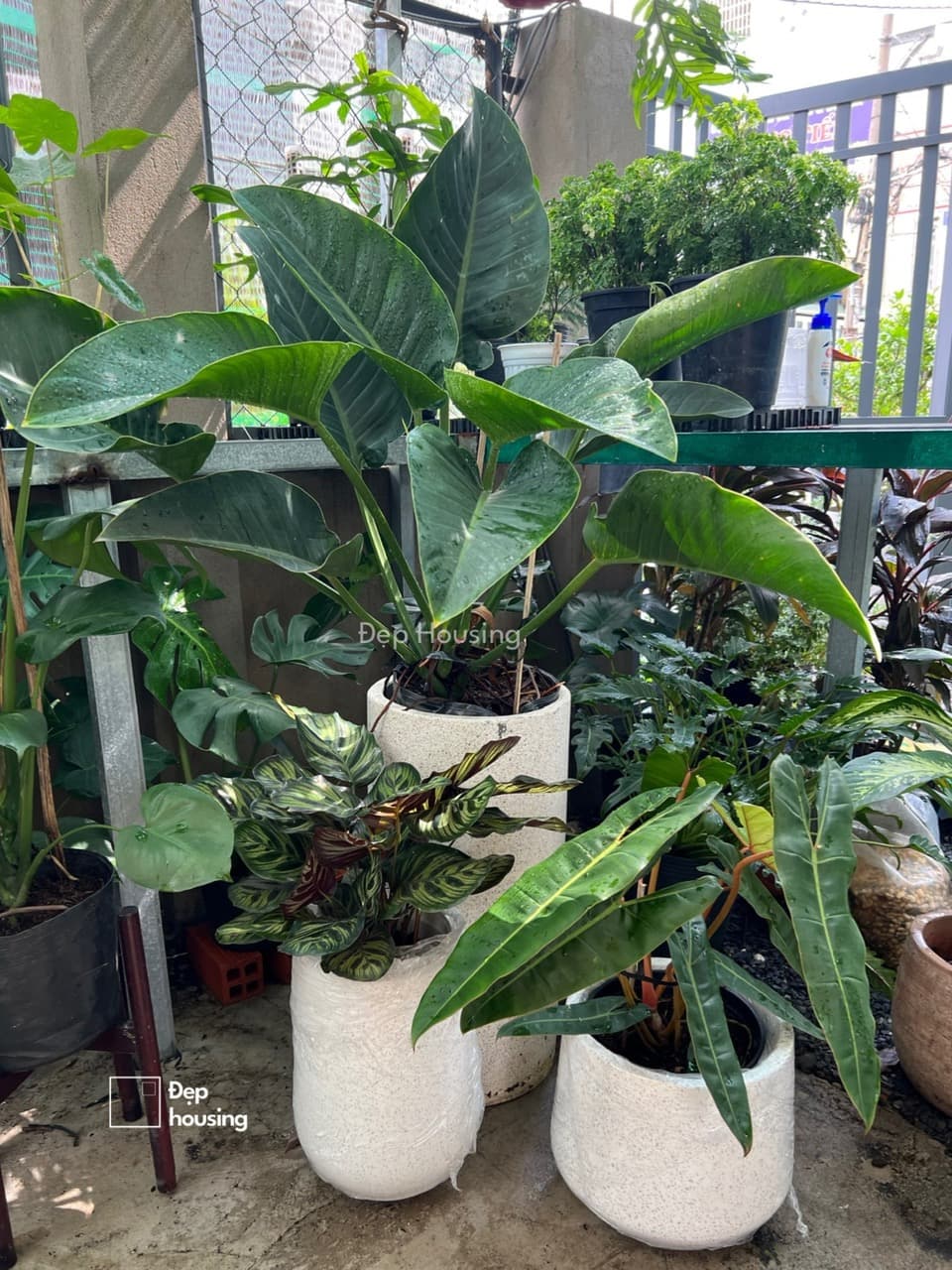 Bộ 3 cây Trầu bà đế vương - Đuôi công và Hạc cam