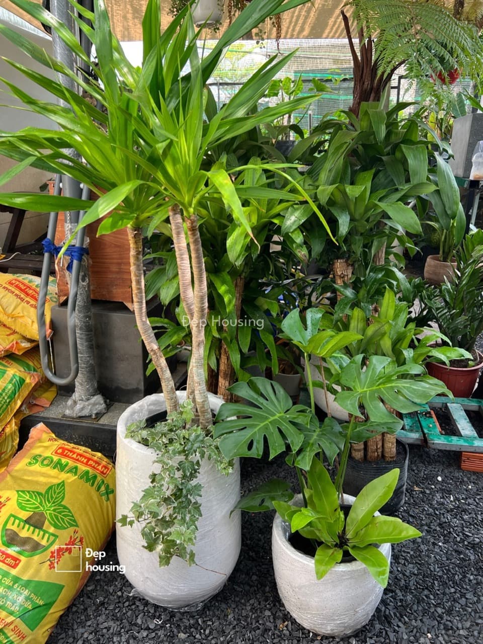 Bộ cây phát tài núi và Monstera