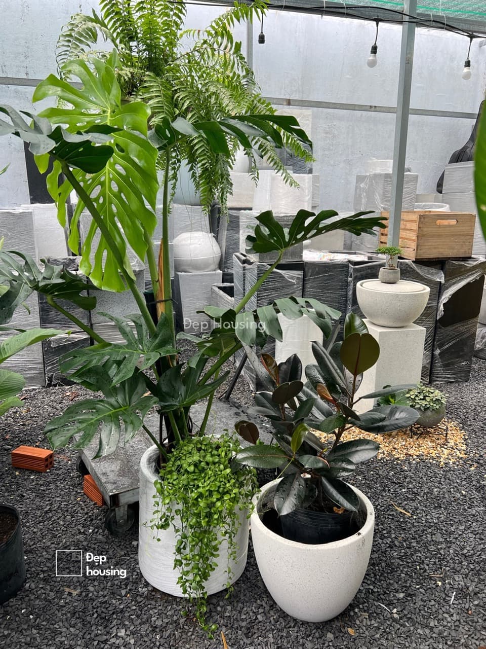 Bộ 2 cây Monstera size đại và đa búp đỏ