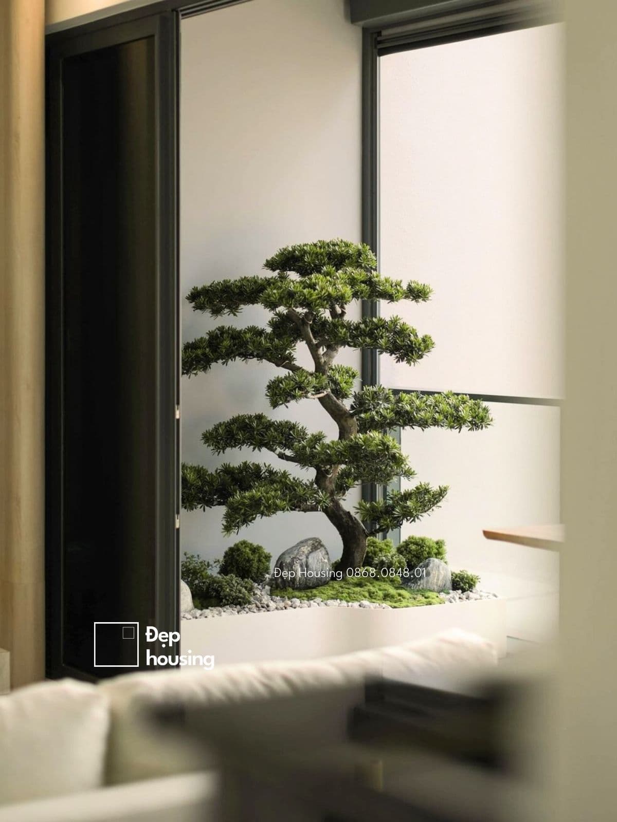 Cây tùng bonsai trồng ban công