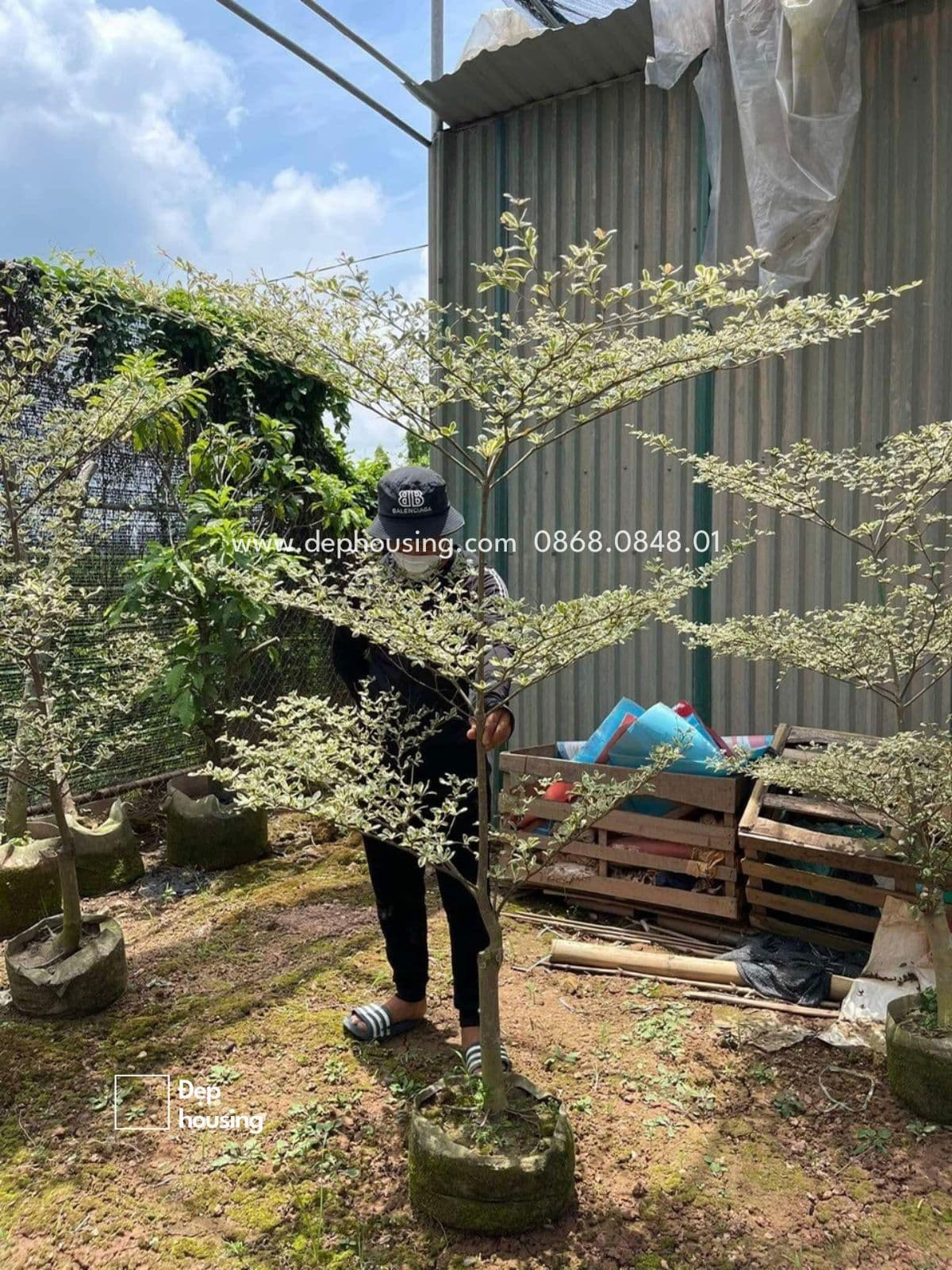 Bàng đài loan cẩm thạch