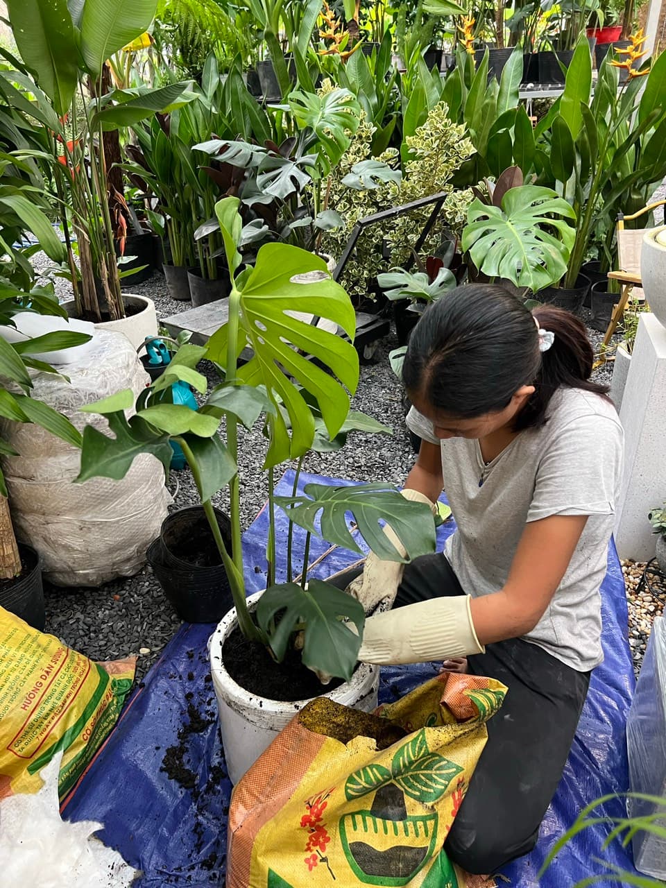 Trầu bà lá xẻ Monstera chậu giọt nước