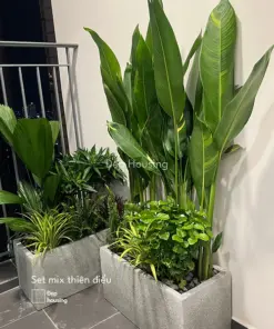 Set cây ban công thiên điểu