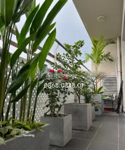 Trang trí cây ban công