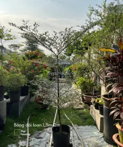 Bàng đài loan cao 2m