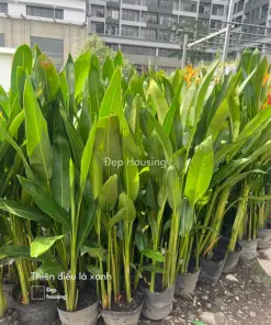 Cây Thiên điểu lá xanh