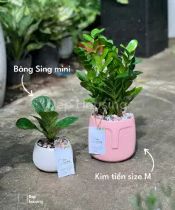 Kim tiền để bàn