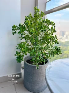 Cây tắc trồng chậu đá mài xám 40cm