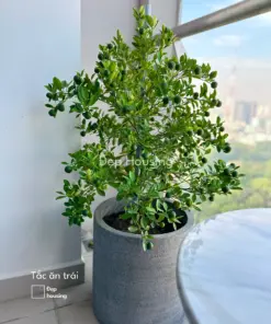 Cây tắc trồng chậu đá mài xám 40cm