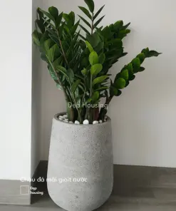 Kim tiền chậu giọt nước