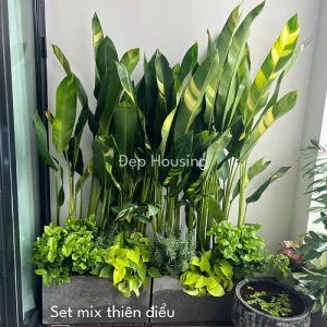 set cây thiên điểu