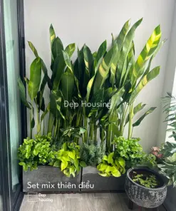 Set cây ban công trồng thiên điểu
