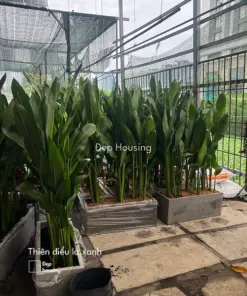 Set cây thiên điểu