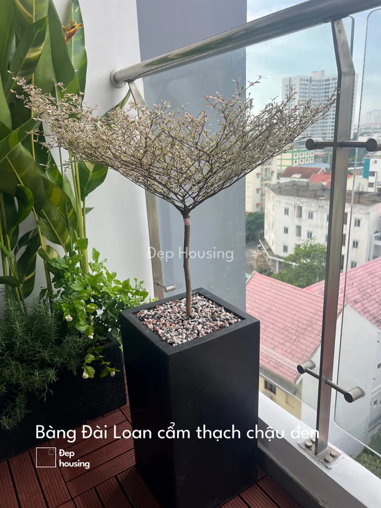 Bàng đài loan cẩm thạch