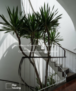 Cảnh quan phát tài núi