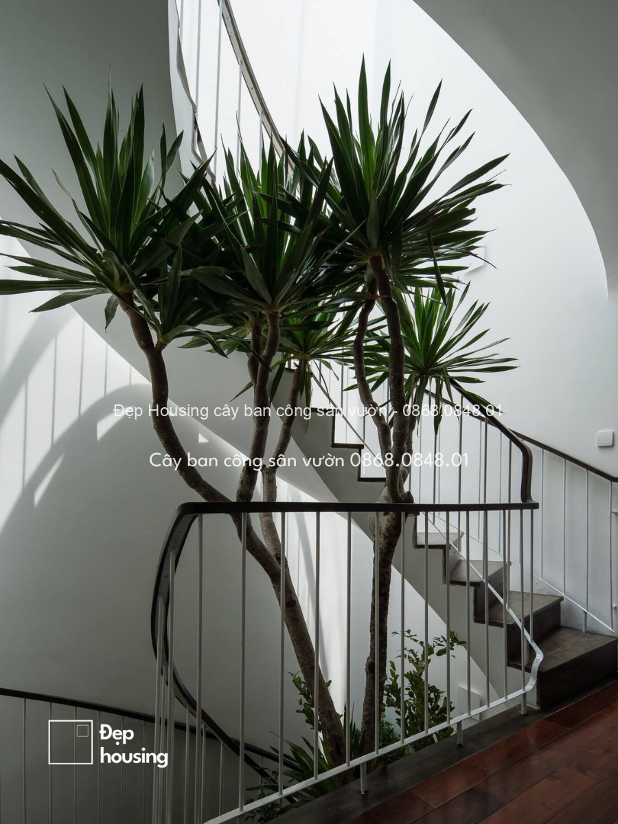 Cảnh quan phát tài núi Cảnh quan phát tài núi