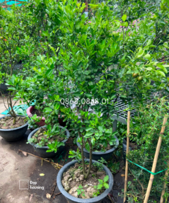 Cây chanh trồng ban công