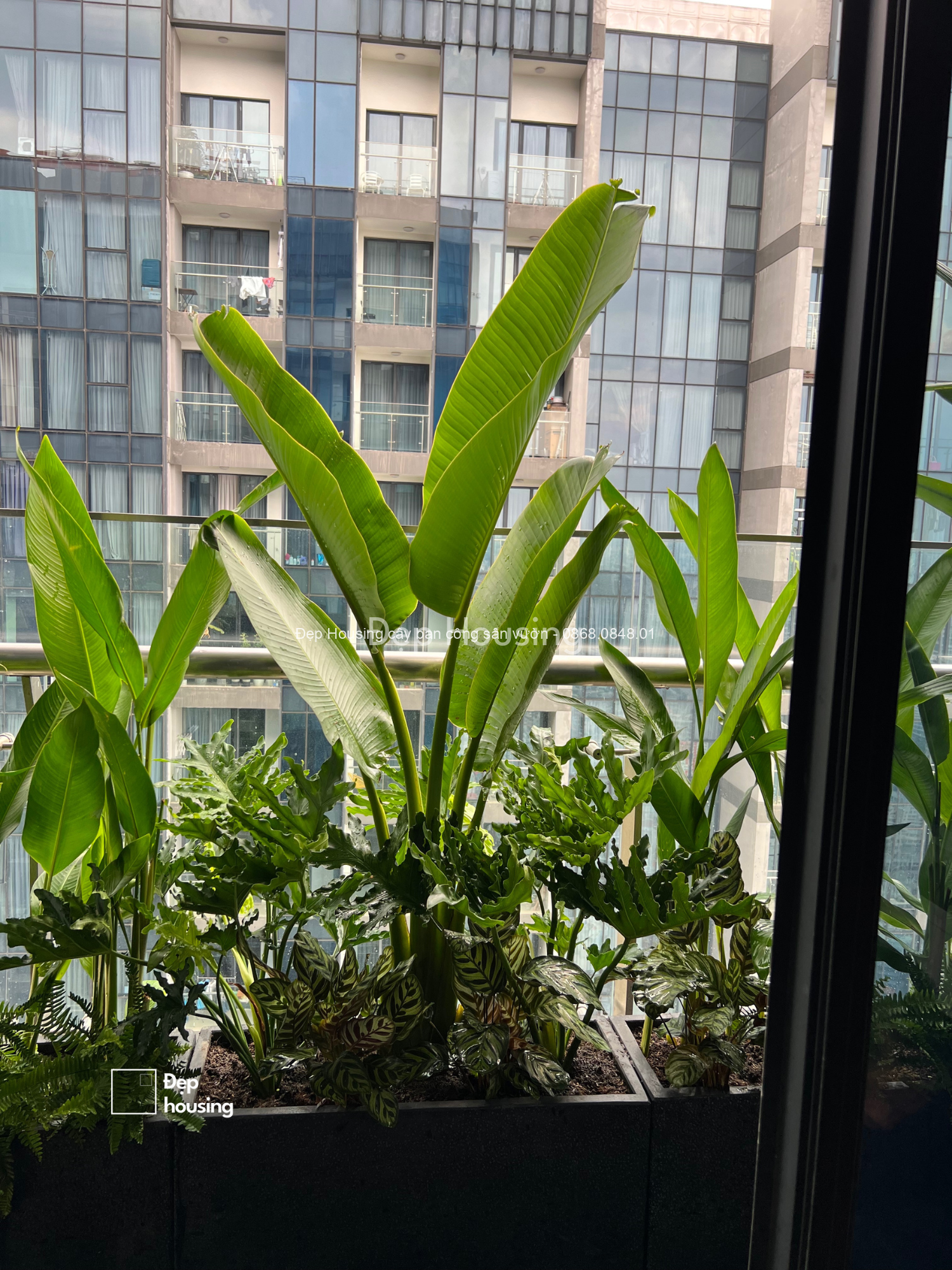 Cây ban công chịu nắng