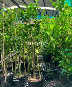 Cây chanh trồng ban công