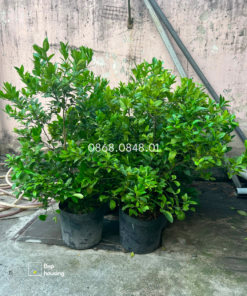 Cây chanh trồng ban công